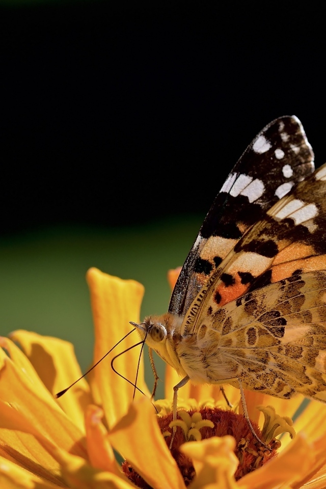 Бабочка крупным планом на цветке циннии