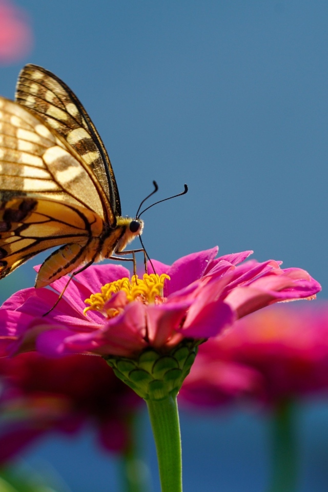 Бабочка махаон на розовом цветке циннии 