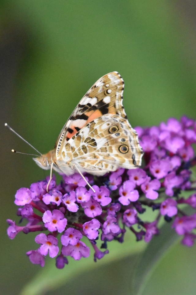 Бабочка сидит на красивом розовом цветке 