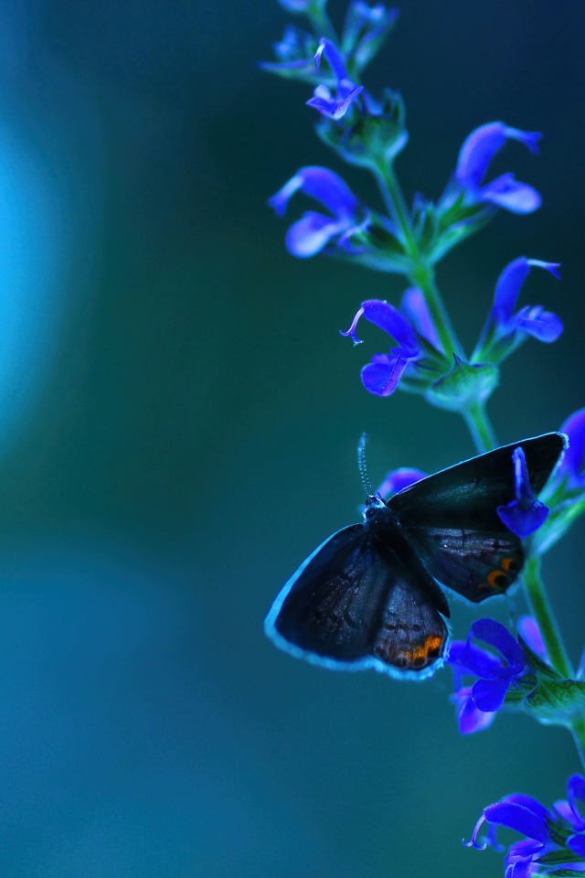 Бабочка сидит на голубом цветке