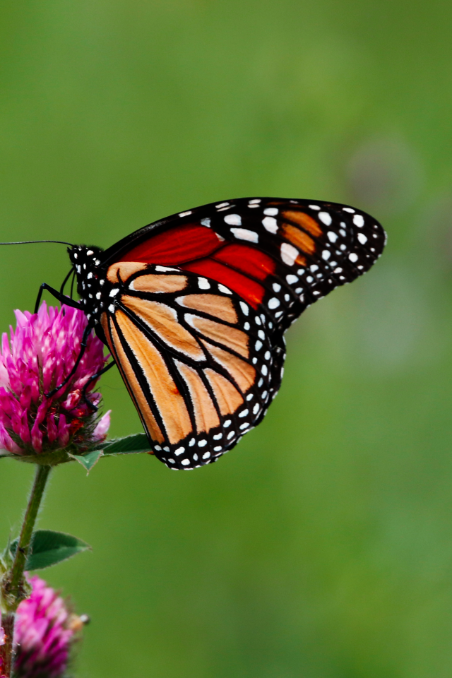 Бабочка сидит на цветке клевера