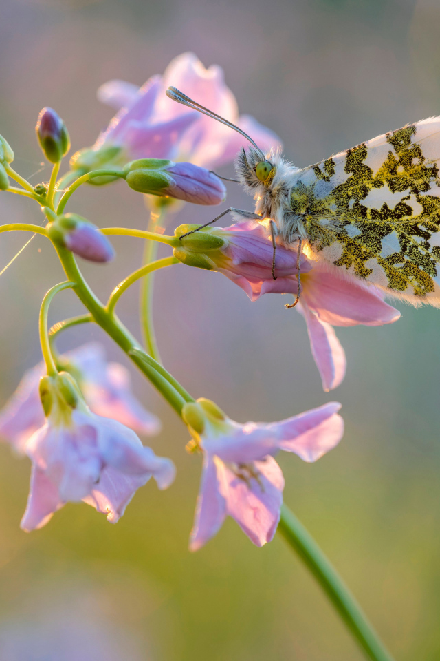 Бабочка сидит на розовом нежном цветке