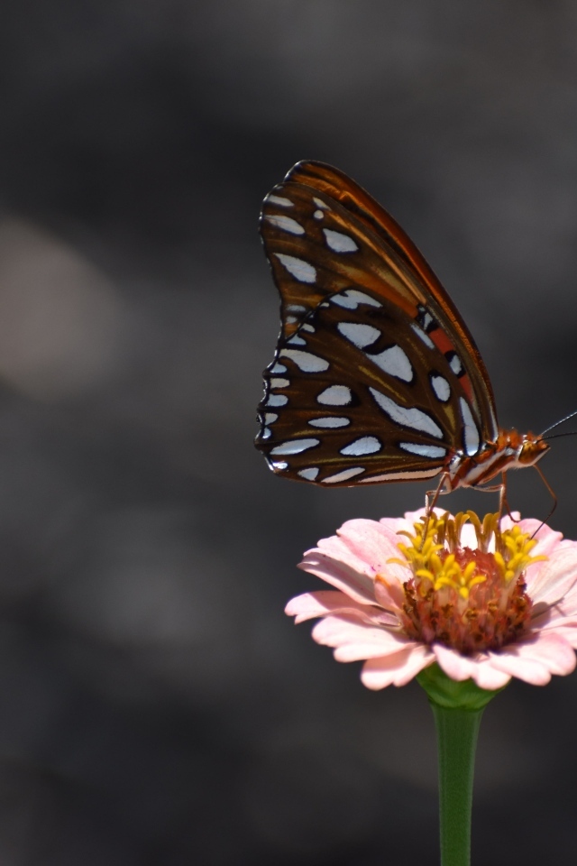 Бабочка сидит на розовом цветке циннии