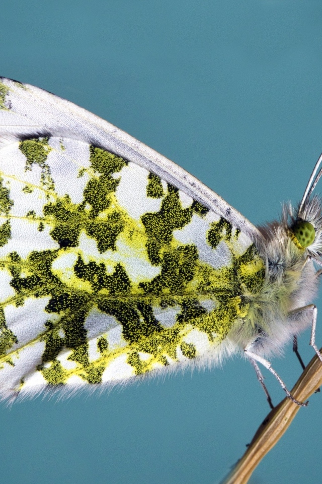 Бабочка сидит на стебле на голубом фоне