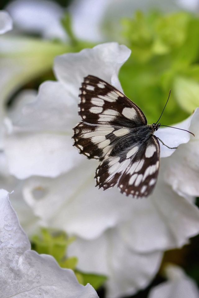 Бабочка сидит на белом цветке петунии