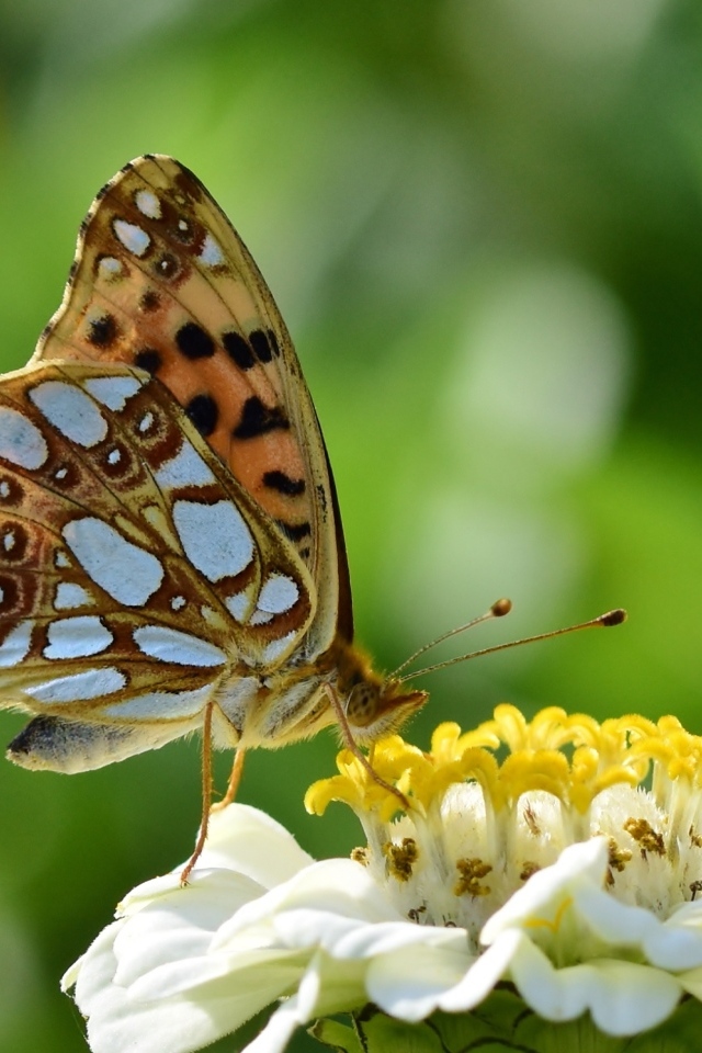 Бабочка сидит на белом цветке циннии