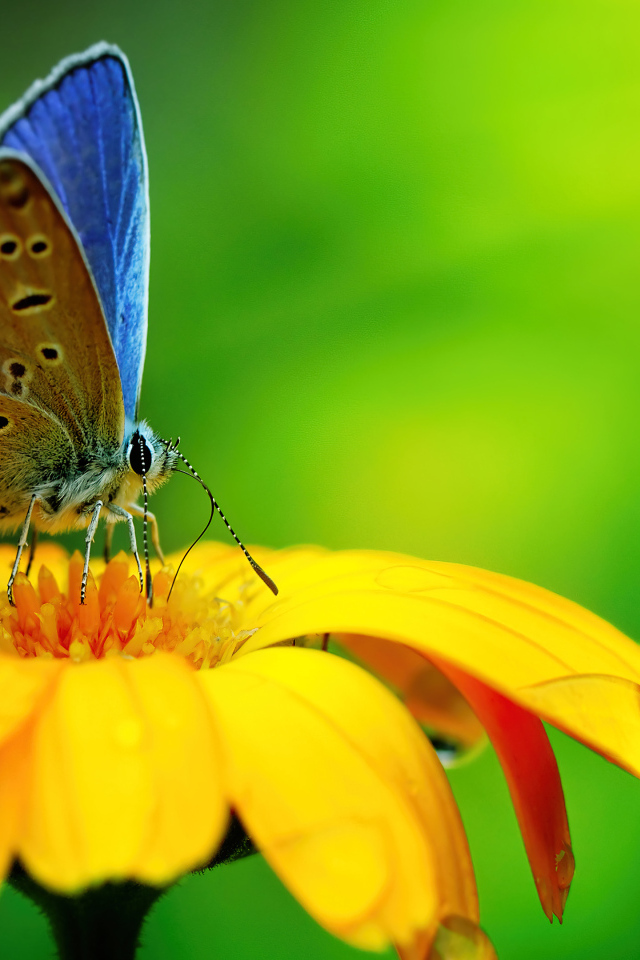 Бабочка сидит на оранжевом цветке крупным планом