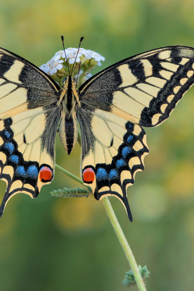 Бабочка махаон на траве