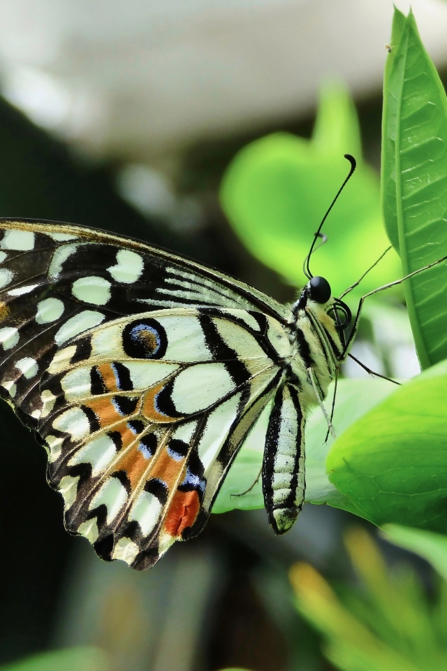 Бабочка махаон сидит на зеленом листке