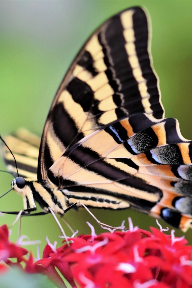 Бабочка махаон сидит на красном цветке