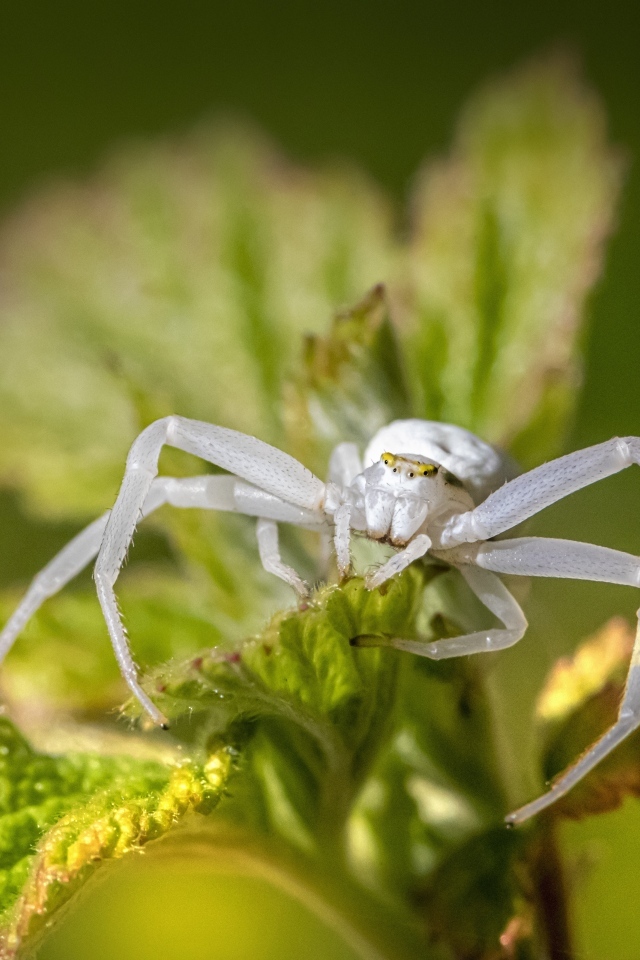 Крабовый паук золотарник на зеленом листке