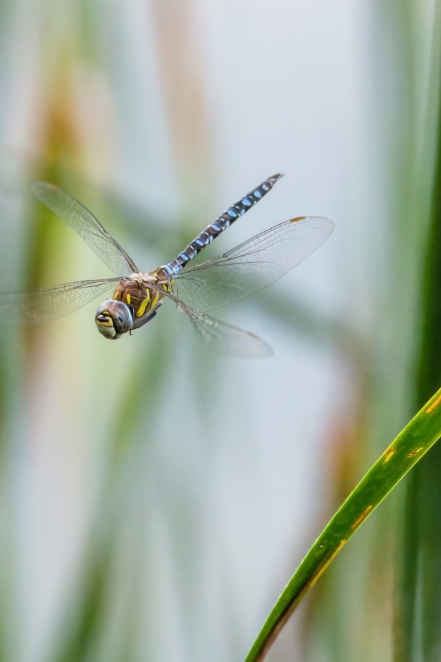 Стрекоза кружит над травой