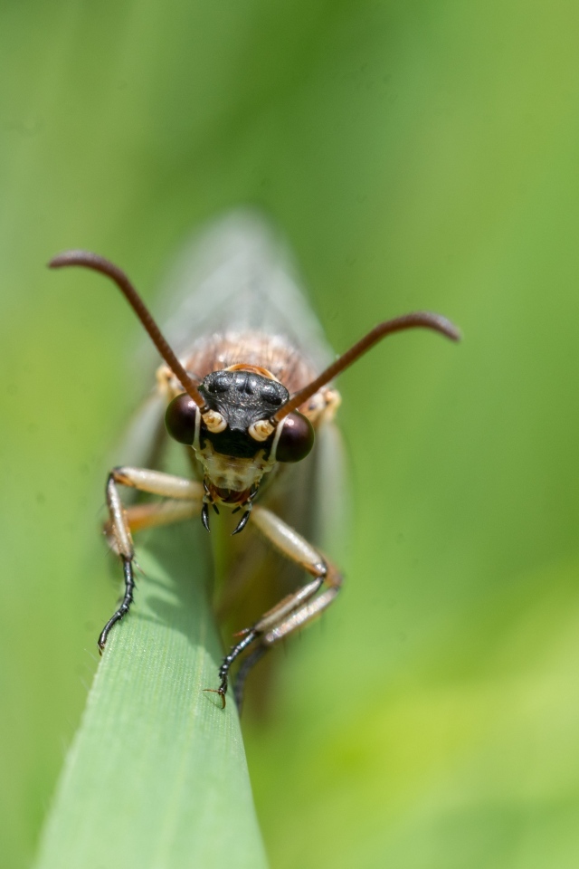 Лицо стрекозы крупным планом