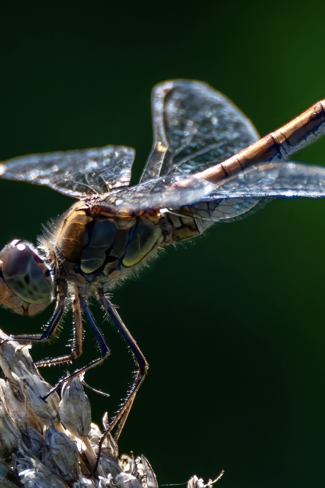 Стрекоза на сухом растении крупным планом