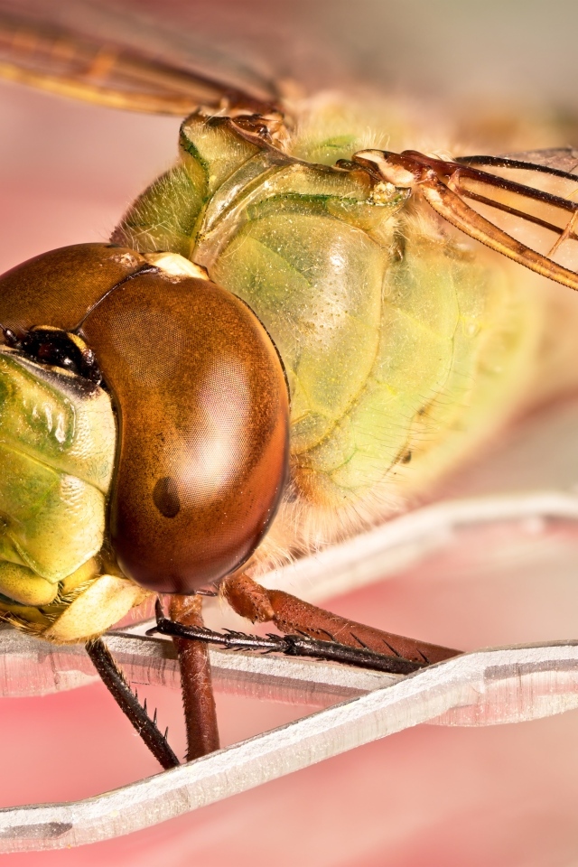 Стрекоза на железной сетке крупным планом