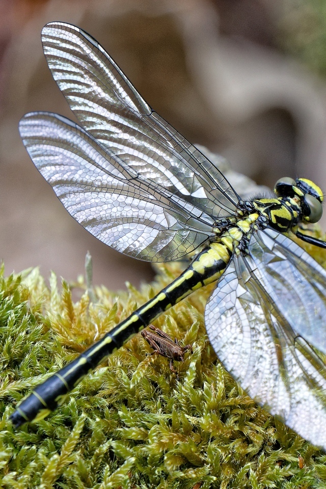 Стрекоза на покрытой мхом земле 