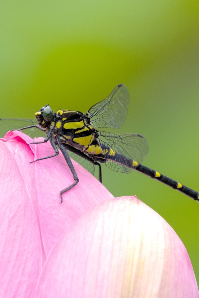 Стрекоза на розовом цветке лотоса