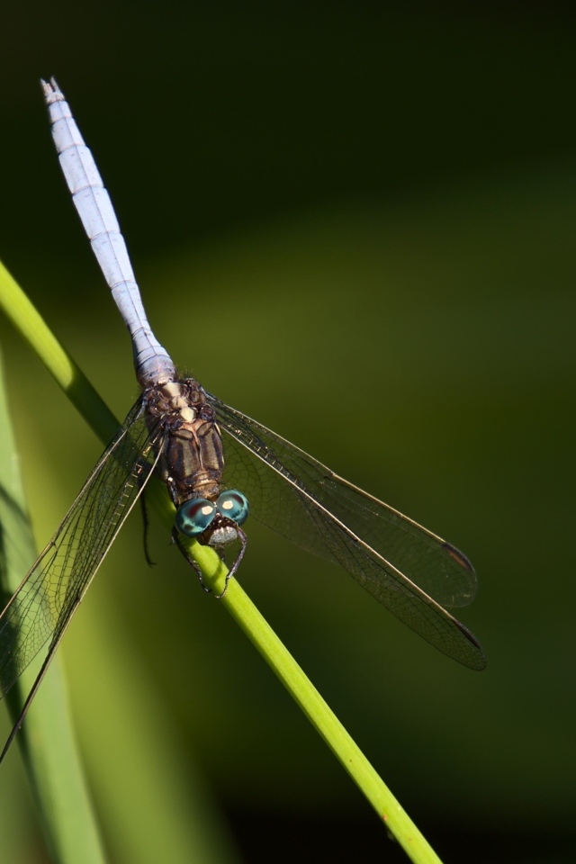Стрекоза сидит на зеленом листке