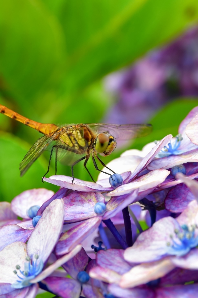 Стрекоза сидит на цветке гортензии