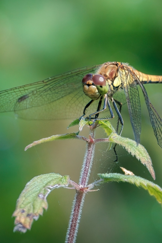 Стрекоза сидит на растении с зелеными листьями 