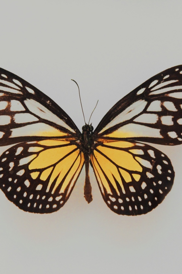 Засушенная бабочка на сером фоне