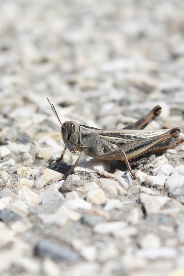 Кузнечик на дороге