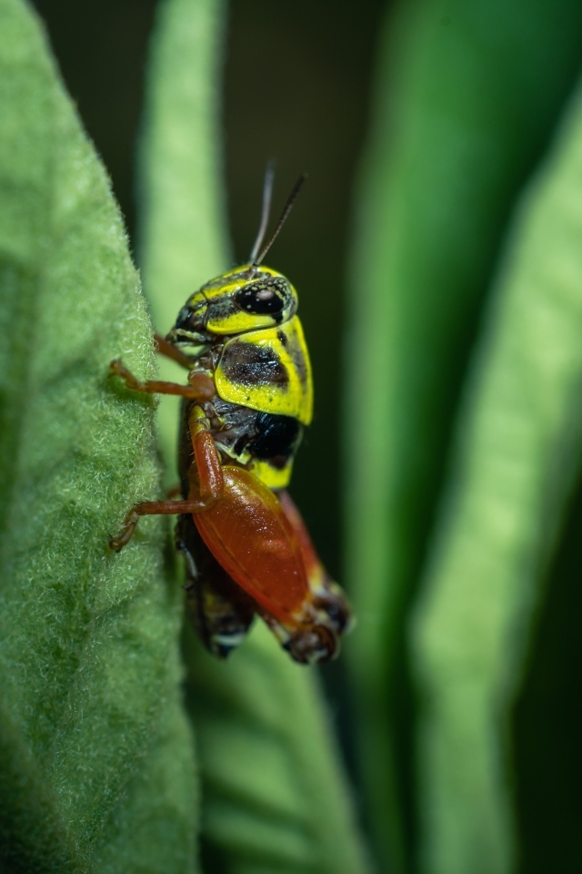 Кузнечик сидит на зеленом листе