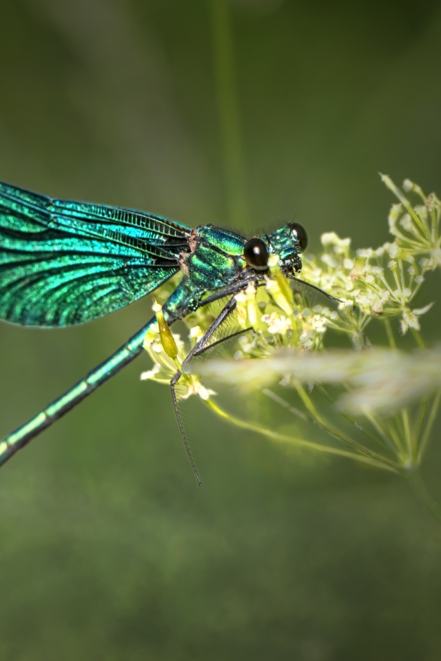 Зеленая стрекоза сидит на цветке