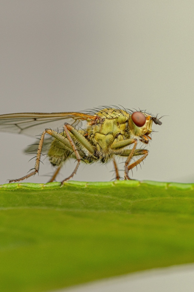 Зеленая муха сидит на листке