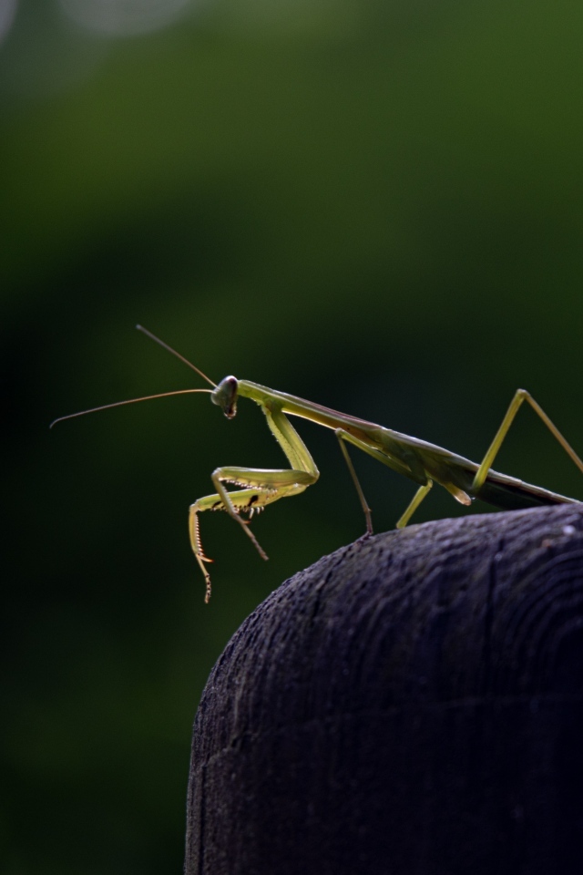 Зеленый богомол стоит на камне