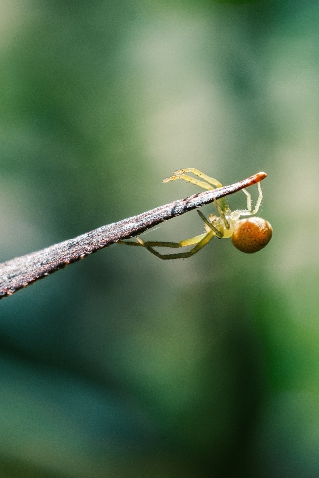 Зеленый паук висит на листе