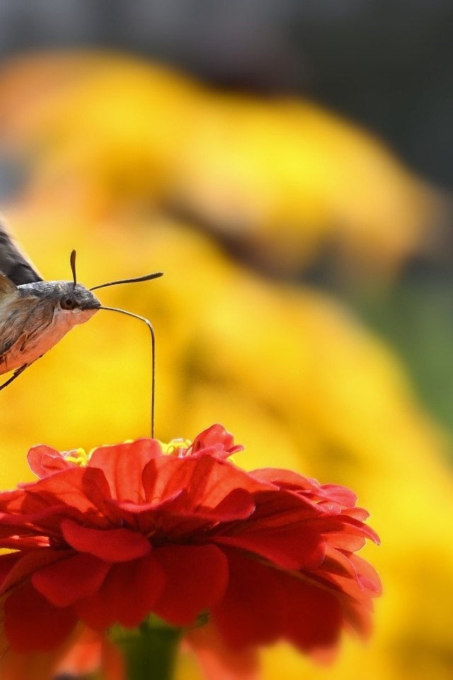 Насекомое бражник над цветком циннии