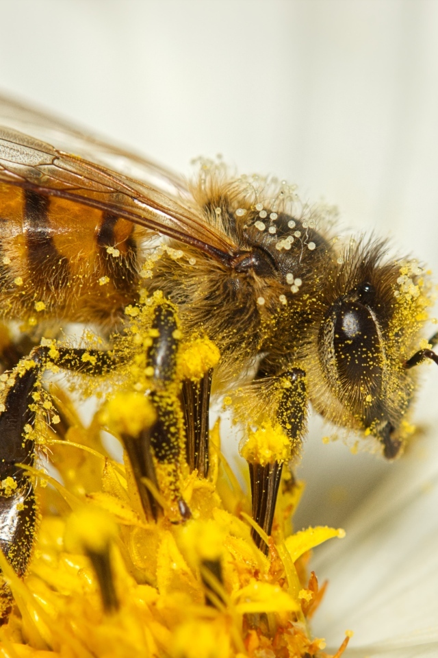 Медоносная пчела собирает нектар на цветке