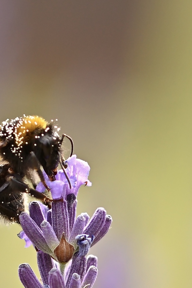 Пчела медонос сидит на цветке