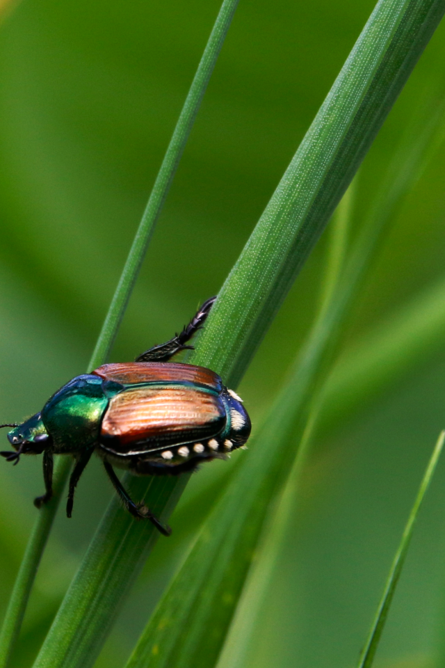 Жук Хрущик японский сидит на зеленой траве