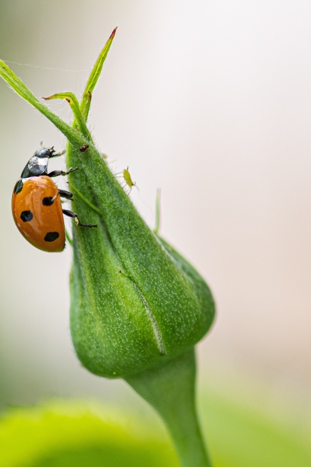 Божья коровка сидит на бутоне розы
