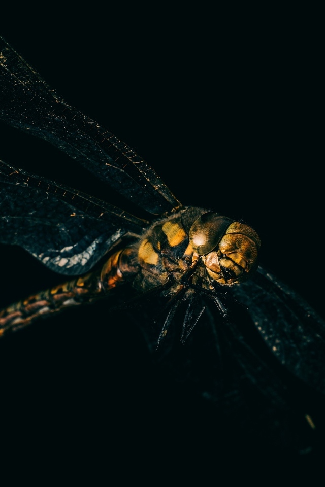 Большая стрекоза на черном фоне крупным планом 