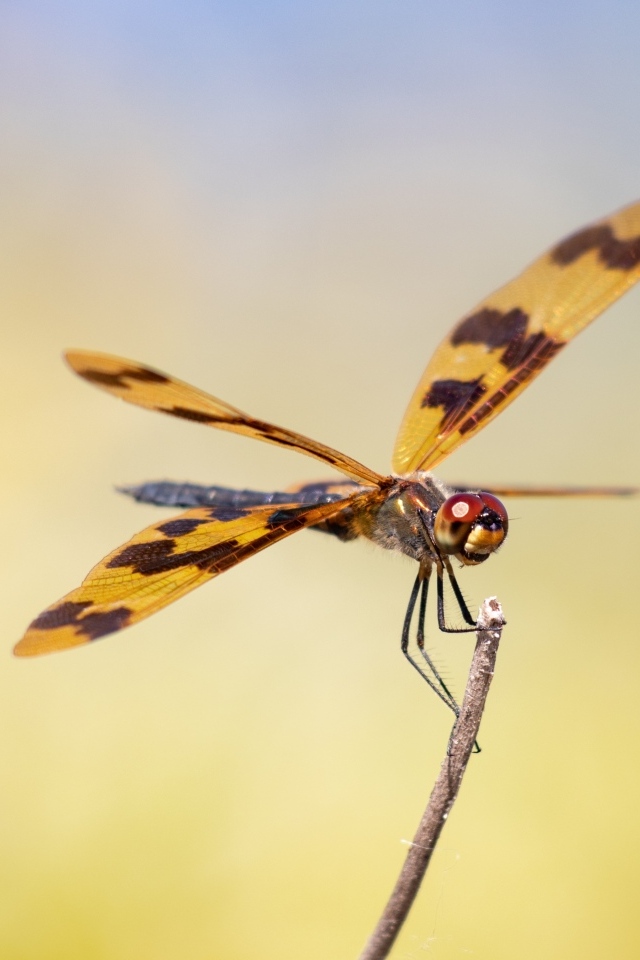 Большая стрекоза сидит на ветке крупным планом
