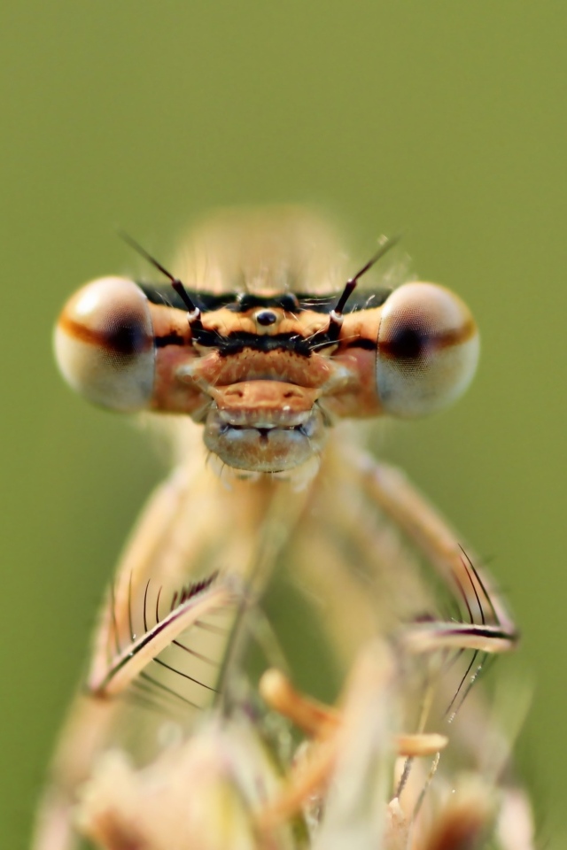 Большие глаза стрекозы крупным планом