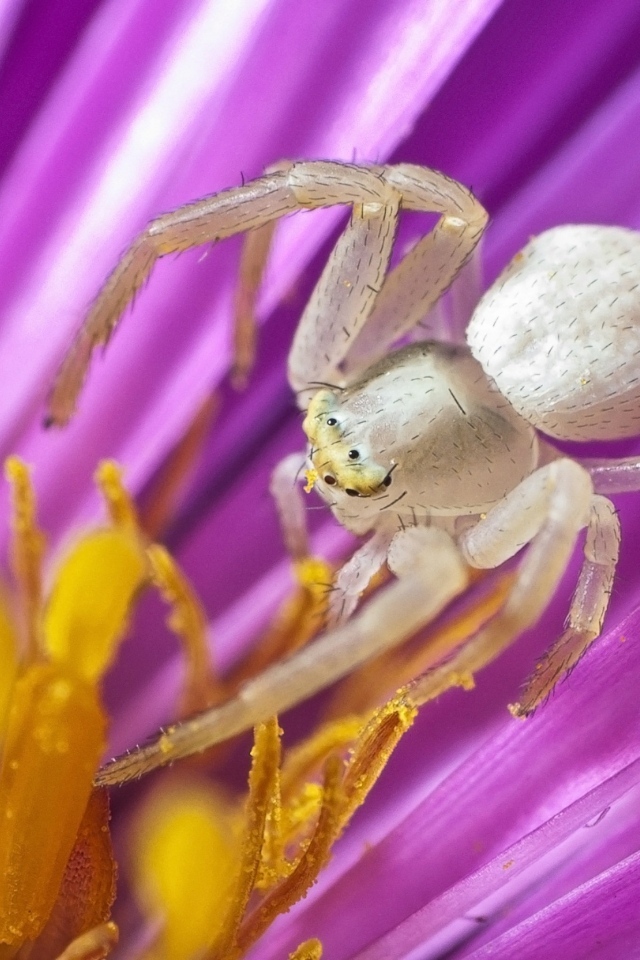 Большой серый паук в середине цветка тюльпана