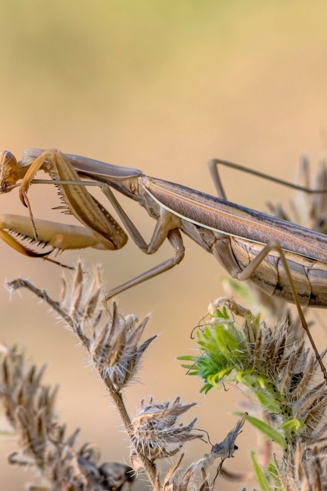 Большой богомол сидит на растении