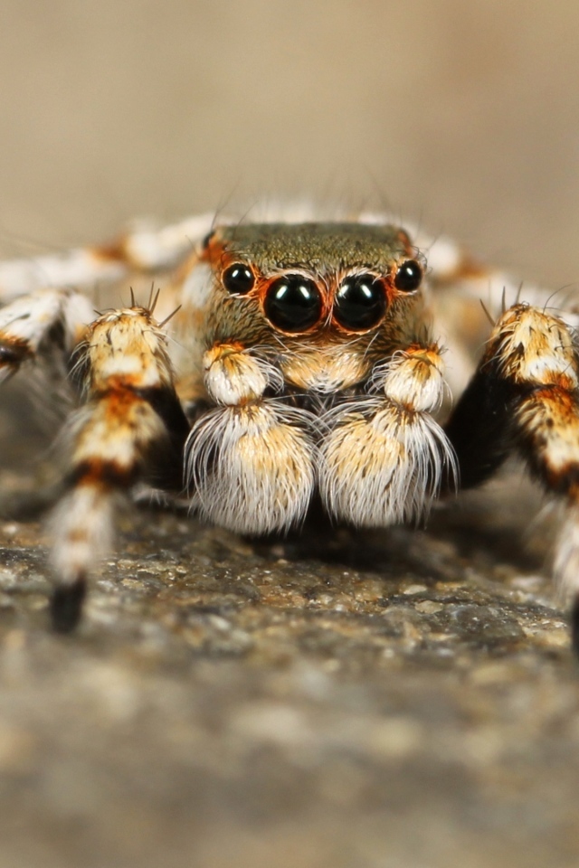 Большой паук с черными глазами