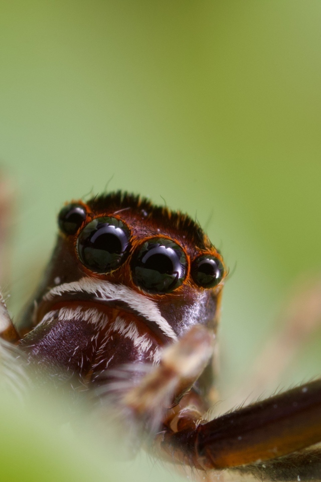Большой паук с черными глазами на зеленом фоне