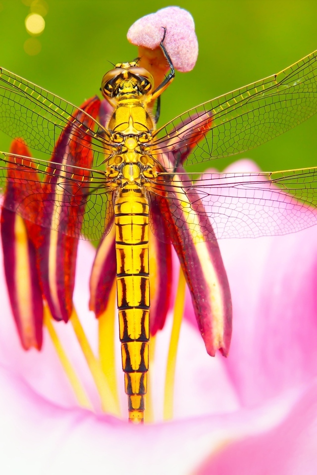 Большая желтая стрекоза на розовом цветке лилии