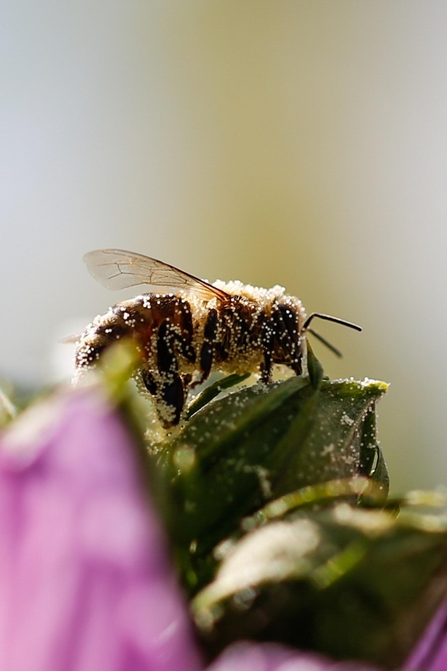 Маленькая пчела  в пыльце на цветке
