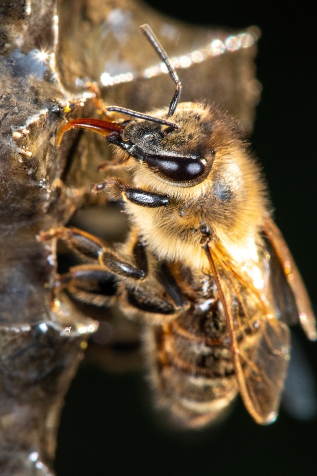 Маленькая пчела на черном фоне