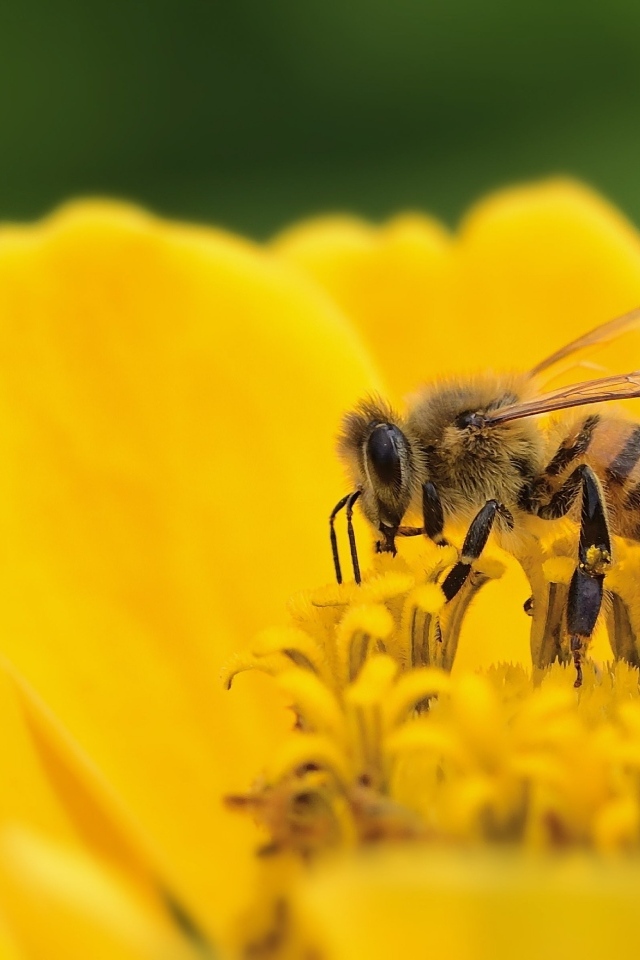 Маленькая пчела на желтом цветке циннии 