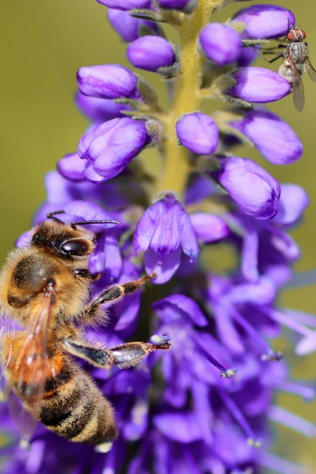 Маленькая пчела сидит на фиолетовом цветке