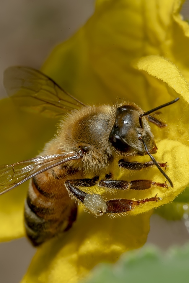 Маленькая пчела сидит на желтом цветке