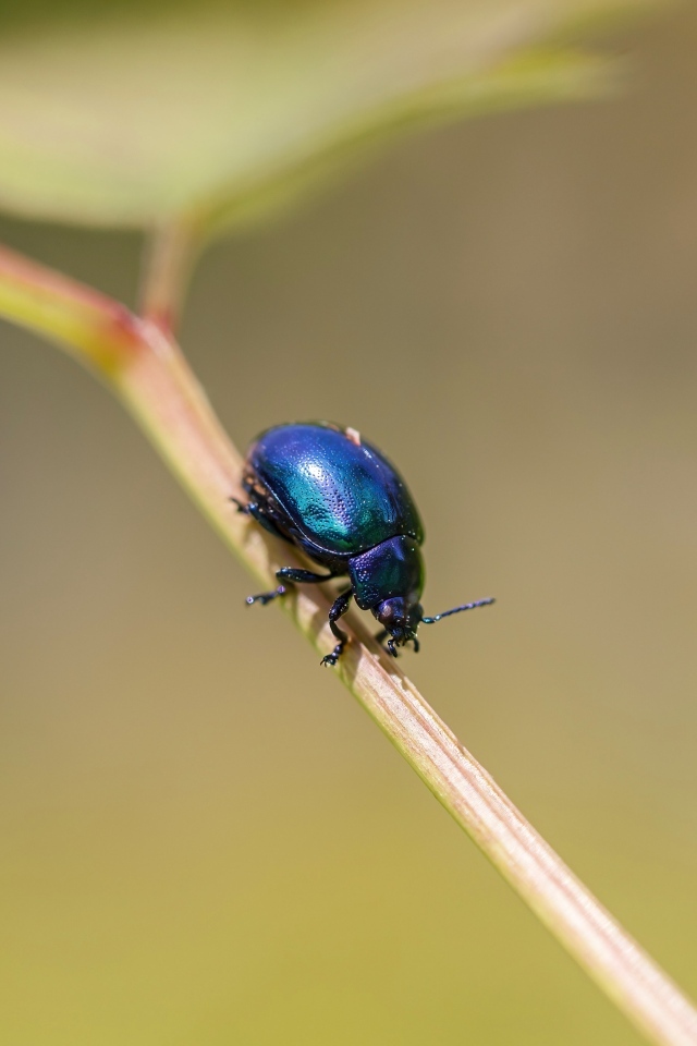 Маленький синий жук сидит на ветке